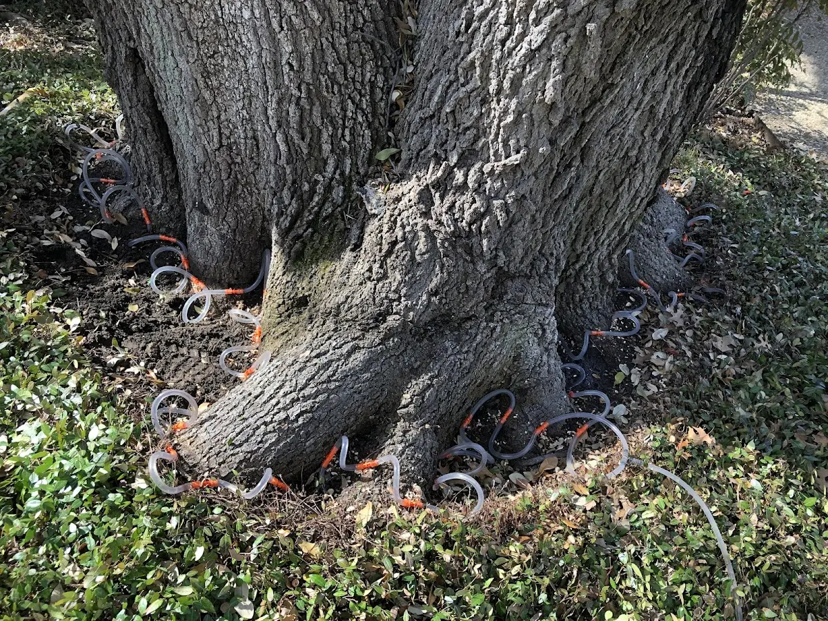 Detailed Tree Cabling and Bracing job site in Jamaica Plain