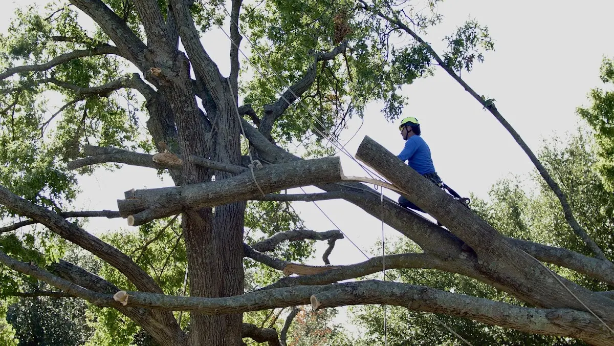 Professional Hazardous Tree Removal performed by certified arborists in Jamaica Plain