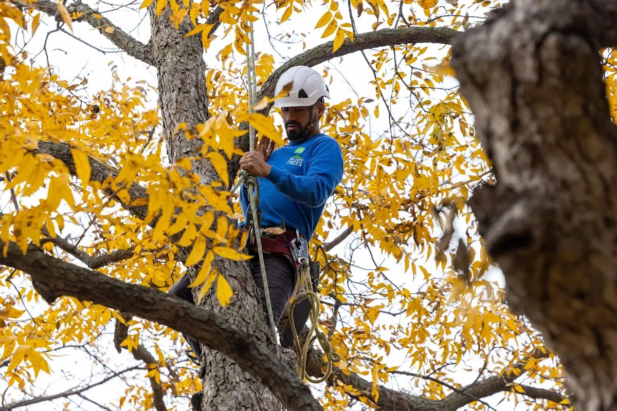 Skilled Tree Planing crew working in Jamaica Plain
